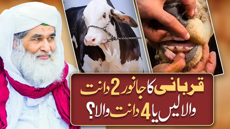Qurbani Ka Janwar 2 Dant Ka Len Ya 4 Dant? | Qurbani Ke Liye Dant Dekhna Zaroori Hai? | Barka Eid